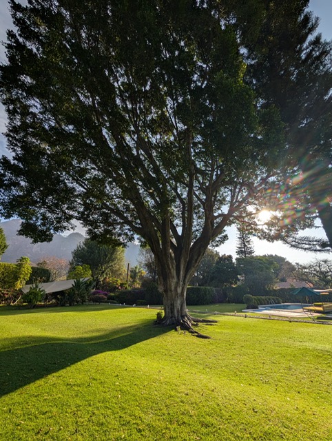 A wide old tree on a lawn at Tandava, with mountains behind