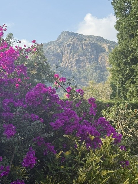 Purple bougainvillea in the foreground, with the cliffs of the mountain above Tepoztlán behind